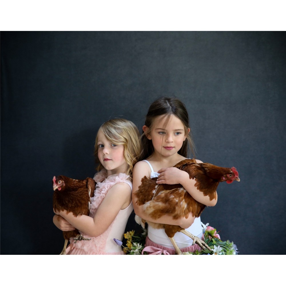 Vintage Collapsible 1.5 x 2.1m Walnut/Pewter Lastolite by Manfrotto - 
Distinctive vintage style look
Double sided
Set up anywhe